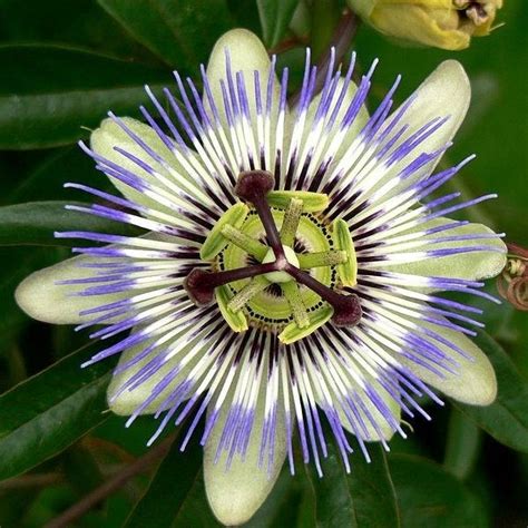 Nomi di fiori comuni in natura esistono all'incirca una trentina di specie conosciute di piante a fiori viola, che da sempre affascinano gli Fiori particolari - Piante Perenni - Fiori particolari ...