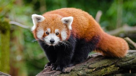 Long a sovereign political entity, sikkim became a protectorate of india in 1950 and an indian state in 1975. SCIENTIFIC NAME : RED PANDA - YouTube