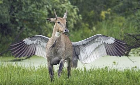 Cow With Wings Omg Illusion Photography Illusion Photos Optical