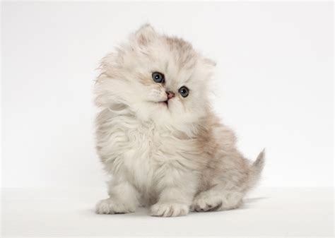 The 11 Cutest Kitten Photos Weve Ever Seen