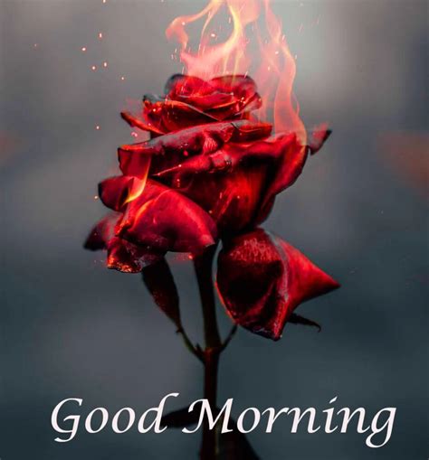 The Ultimate Collection Of Over 999 Good Morning Images With Roses In Stunning 4k Quality