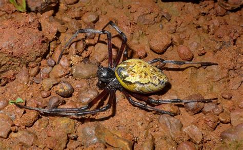 African Hermit Spider IpÊ Instituto De Pesquisas Ecológicas
