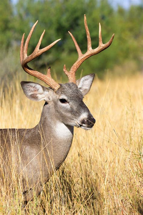 Whitetail Doe Portrait Stock Image Image Of Natural 34577915