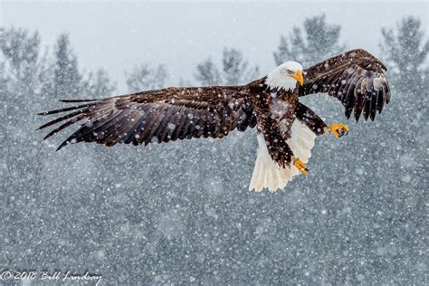 Bald Eagle In Snow Photo Taken At Canadian Raptor Conserva Bill