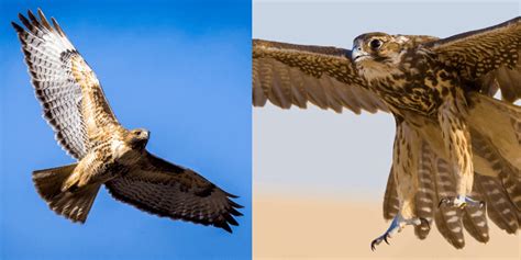 Hawk Vs Falcon Whats The Difference Bird Sphere