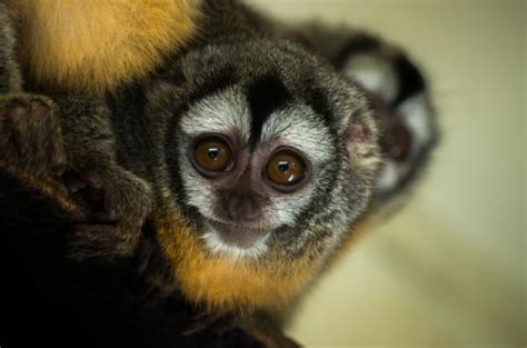 Los 10 Primates Más Pequeños Del Mundo
