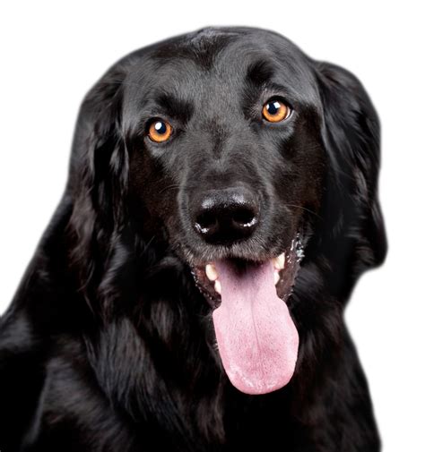 Black Dog Png Image Hd Png All