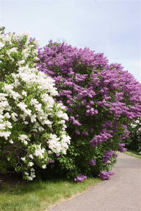Why virginia natives are the best choice. 14 Flowering Shrubs for Sun | HGTV