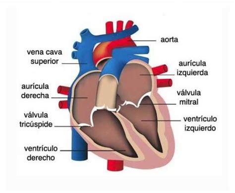 Cuál Es La Función Del Corazón Humano
