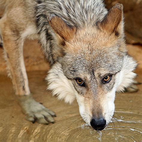 More Complaining About Mexican Gray Wolves From Ranchers