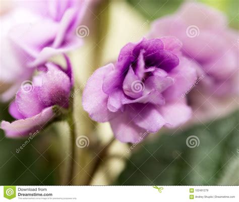 Violet Flowers Macro Stock Image Image Of Flower Petals 102491279