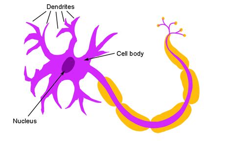 Dendrites Are Tiny Fibres That Extend Out From The Cell Body