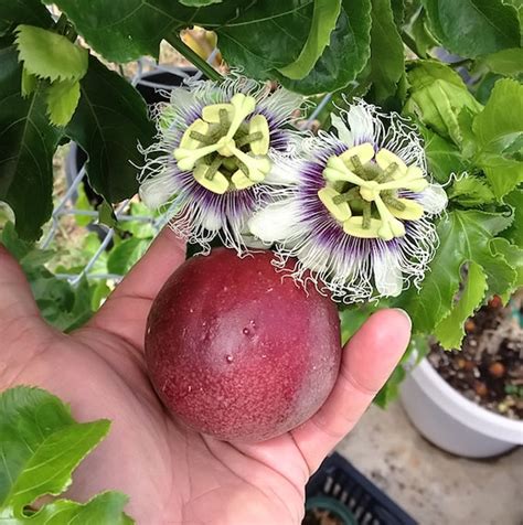 Purple Passion Fruit Plant Passiflora Edulis Red Etsy