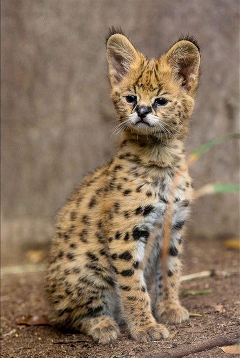 Pin On Serval Cats