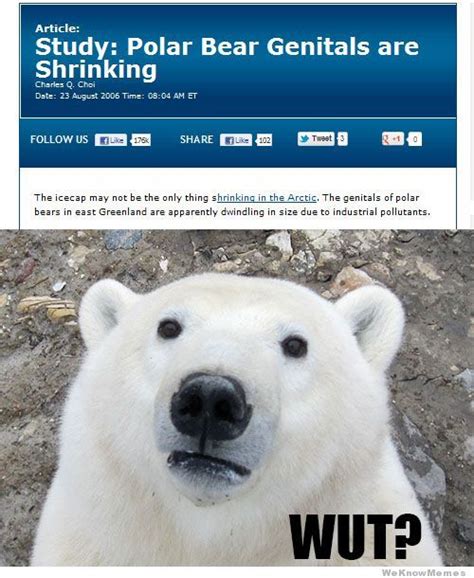 Poor Polar Bears They Just Dont Get A Chance Polar Bear Polar