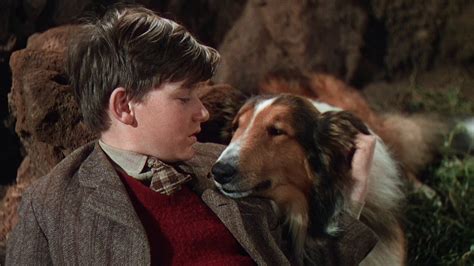 Lassie Come Home 1943 Backdrops — The Movie Database Tmdb