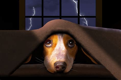 Why Are Dogs Scared Of Thunder Tippvet