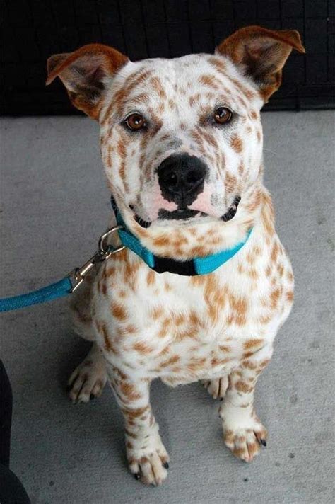 25 Dog Cross Breeds That Are So Cute Youll Immediately