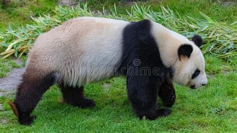312 Giant Panda Walking Zoo Stock Photos Free And Royalty Free Stock
