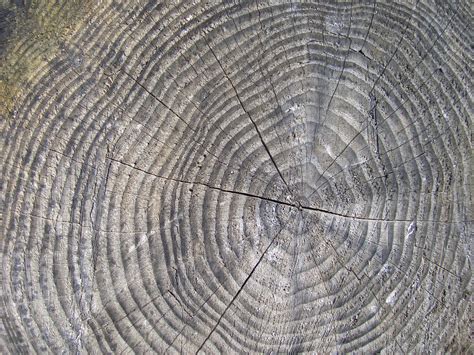 Free Images Forest Wood Texture Leaf Stump Trunk Line Circle
