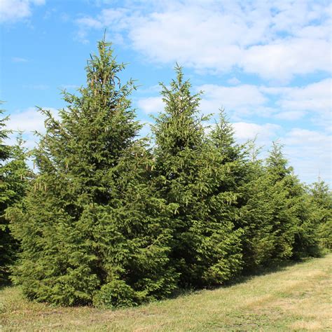 Picea Abies Norway Spruce Wheaton Garden Works Co