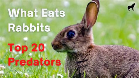 What Eats Rabbits The List Of What Hunts And Eats Rabbits Youtube