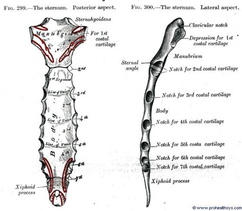 Any of the four segments into which the body of the sternum is divided in childhood and which fuse to form the gladiolus. フィットネスの勧め