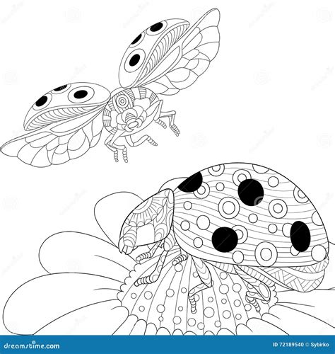 Zentangle Stylized Two Ladybugs Stock Vector Illustration Of Fauna