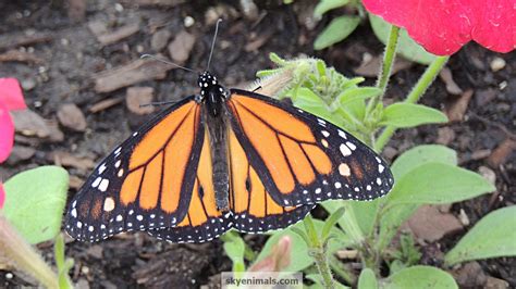 Wallpaper Monarch Butterfly Images