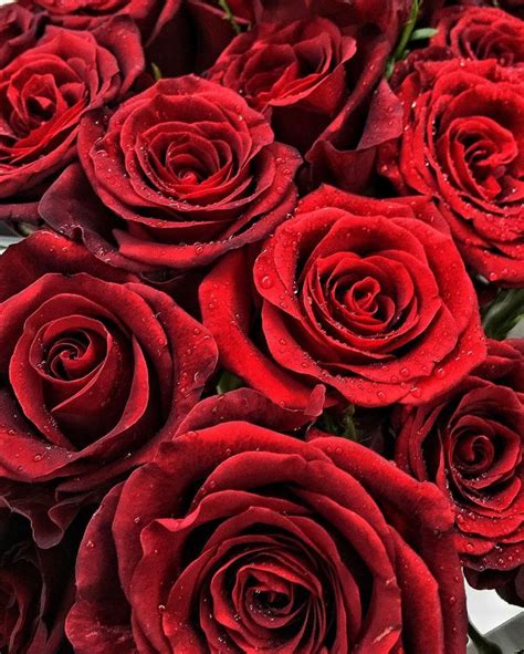 Visual Gallery Red Roses Love Rose Flower Rose Wallpaper