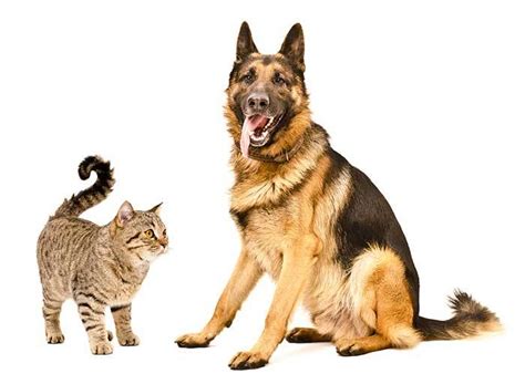 Are German Shepherds Good With Cats Lets Find Out