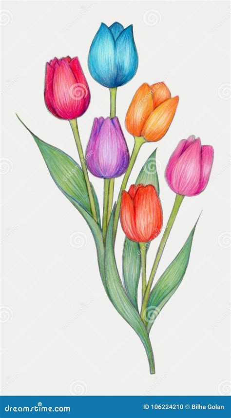 Dibujo De Lápices Coloreado De Tulipanes Stock De Ilustración