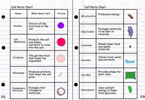 Finley Period 8 121710 Cell Vocabulary