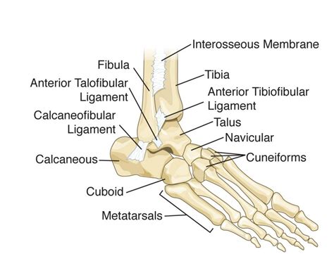 Anatomy Of Foot Ankle Anatomy Of Left Foot And Ankle Skeleton Human