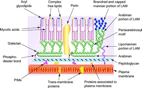 Schematic Representation Of Mycobacterium Showing The Main Components