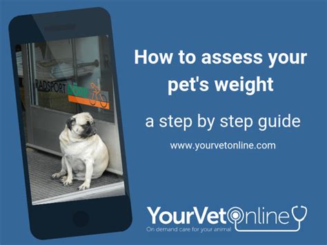 How To Tell If Your Dog Or Cat Is Overweight Guide Your Vet Online