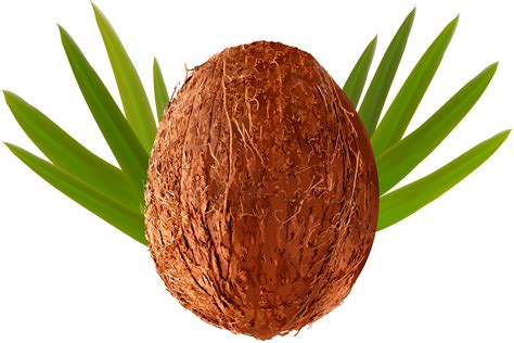 Clip Art Coconut 20 Free Cliparts Download Images On Clipground 2021