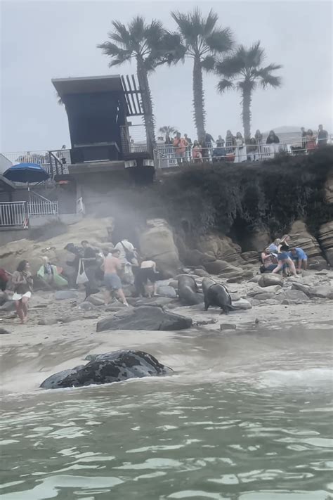 California Sea Lions Charge Toward Startled Beachgoers At San Diegos