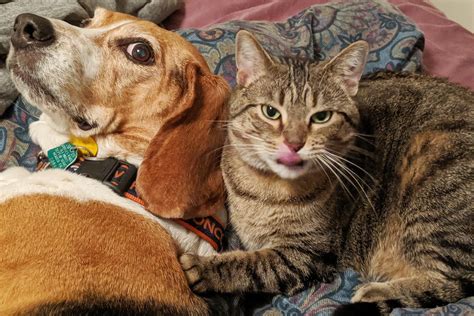 20 Funny Photos Of Dogs And Cats Together Readers Digest