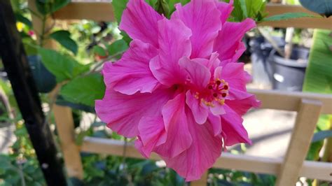 It is located in the piazza del popolo. Flor obelisco doble de chuyin. - YouTube