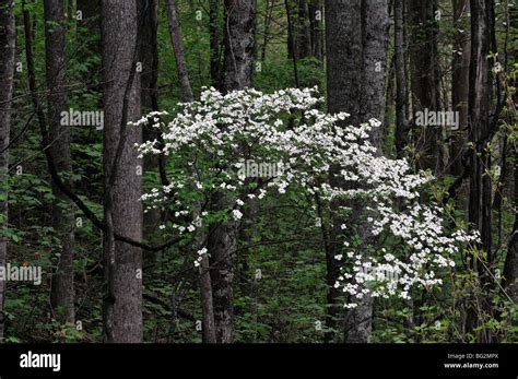 Appalachian Mountain Flora White Dogwood Hi Res Stock Photography And