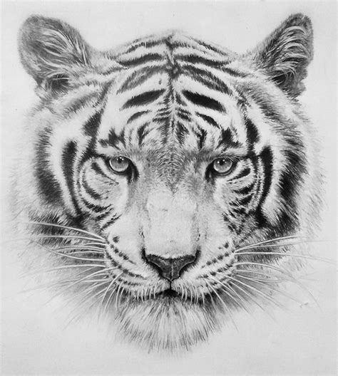 How To Draw A Tiger With Pencil At Drawing Tutorials
