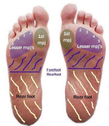 Anatomy Of The Plantar Foot Topographical MyFootShop Com