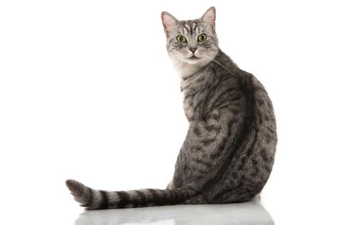 Grey Tabby Cats Facts And Frequently Asked Questions Cat World