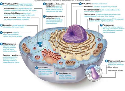 Useful Notes On The Four Kinds Of Lysosomes Biology