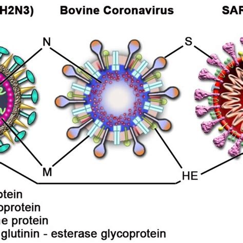 Comparison Of Bcov Composition To Previously Studied Viruses