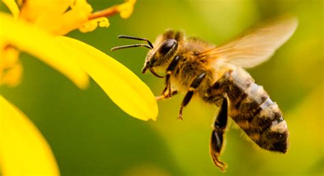 ¿por qué son importantes las abejas para el medio ambiente panorama agrario