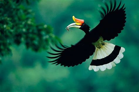 Sarawak Hornbill Beautiful Birds Birds Bird Photography