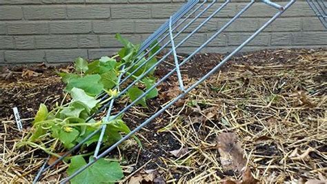 11 Functional Diy Cucumber Trellis Ideas Balcony Garden Web