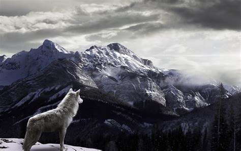 Wolf Watching Fog Covered Snowy Mountains Hd Wallpaper Hd Nature